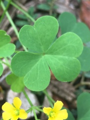 Oxalis dillenii
