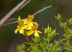 Hypericum galioides