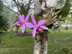 Cattleya violacea