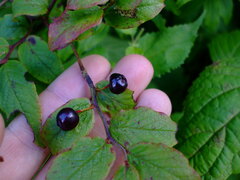 Vaccinium erythrocarpum