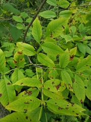 Fraxinus nigra