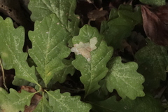 Tischeria ekebladella