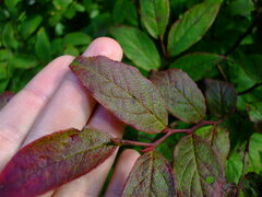 Vaccinium erythrocarpum