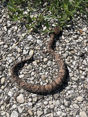 Agkistrodon piscivorus