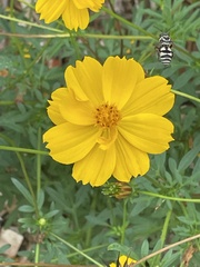 Thelesperma simplicifolium