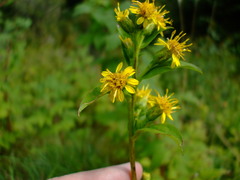 Solidago glomerata