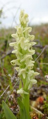 Platanthera hyperborea