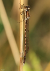 Sympecma fusca