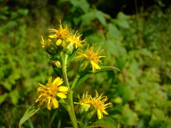Solidago glomerata