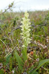 Platanthera hyperborea