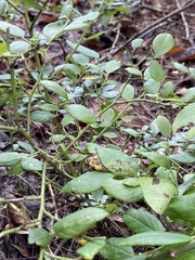 Vaccinium pallidum