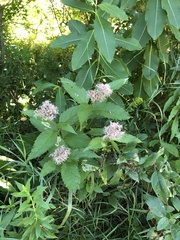 Eutrochium purpureum