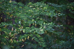 Robinia pseudoacacia