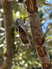 Lyristes plebejus