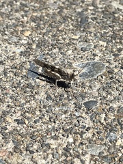 Trimerotropis pallidipennis