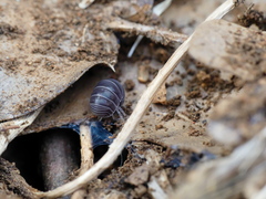 Armadillo officinalis