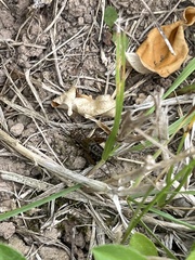 Allonemobius fasciatus