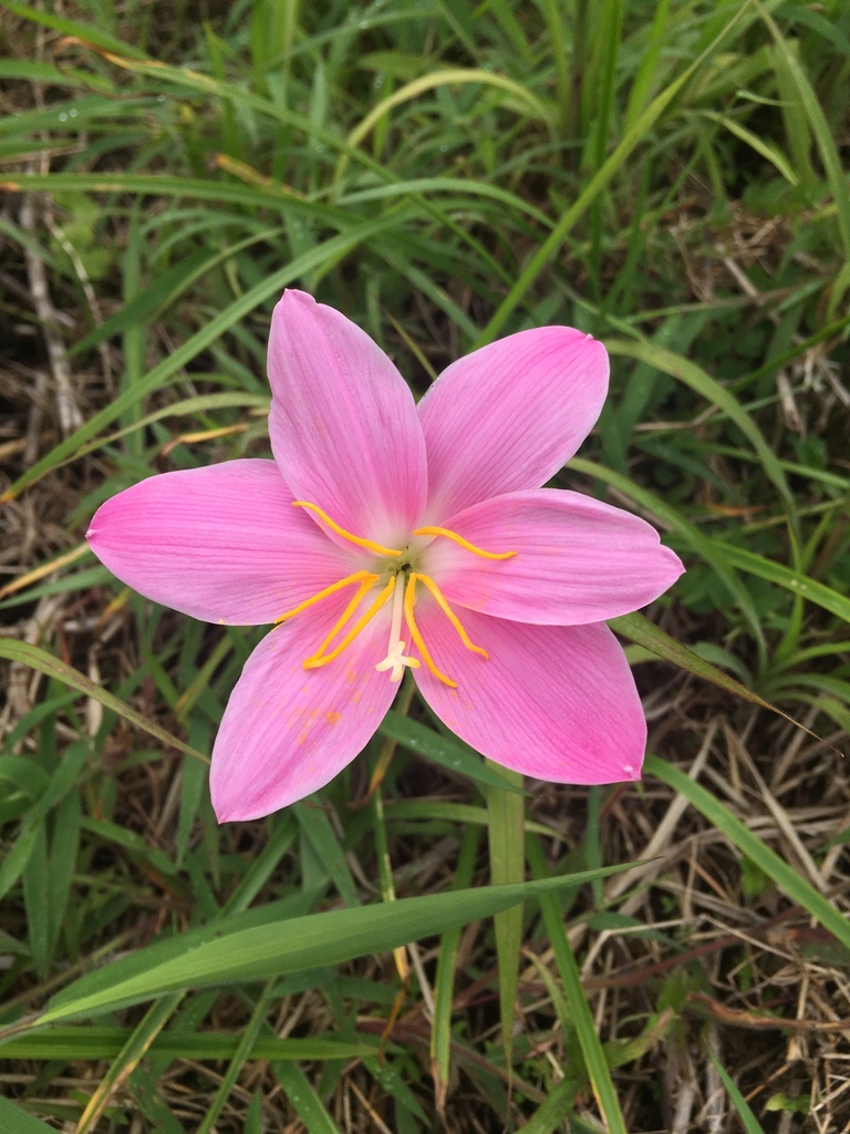 Zephyranthes carinata, Turrialba, Turrialba, Cartago, CR