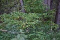 Robinia pseudoacacia