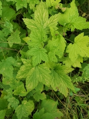 Ribes americanum