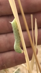 Proserpinus terlooii