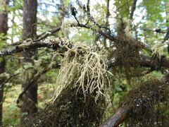 Evernia mesomorpha