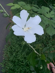 Hibiscus syriacus