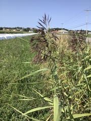 Phragmites australis