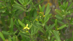 Cneorum tricoccon