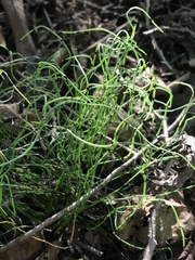 Equisetum scirpoides