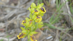 Ophrys lutea