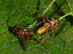 Braconidae