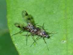 Mycetophilidae