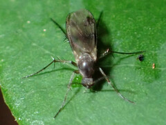 Mycetophilidae