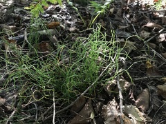 Equisetum scirpoides