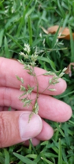 Poa annua