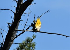 Colaptes auratus luteus