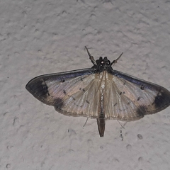 Eulepte concordalis