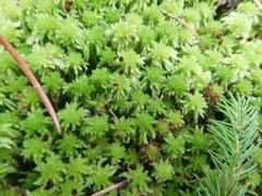 Sphagnum