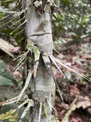 Arecoideae