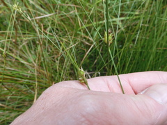 Carex oligosperma