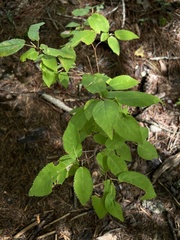 Amelanchier arborea