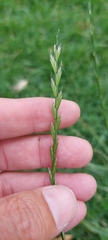 Lolium perenne