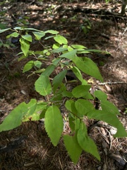 Amelanchier arborea