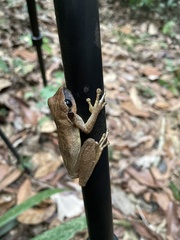 Pristimantis fenestratus