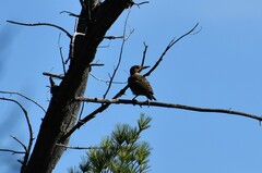Colaptes auratus luteus