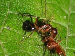 Camponotus subbarbatus