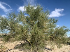 Parkinsonia