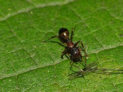 Camponotus subbarbatus