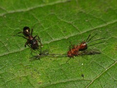 Camponotus subbarbatus